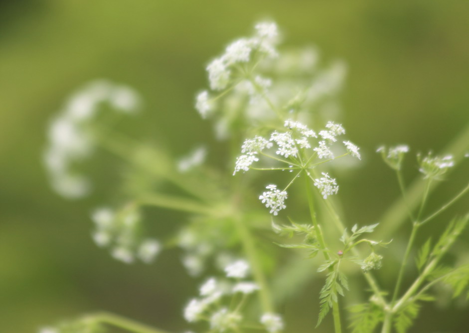 山の花、、、_b0093678_20393251.jpg