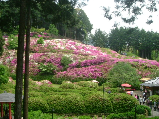 三室戸寺のつつじ_b0044296_18514611.jpg