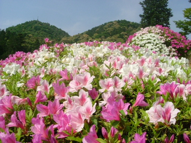 三室戸寺のつつじ_b0044296_1932851.jpg