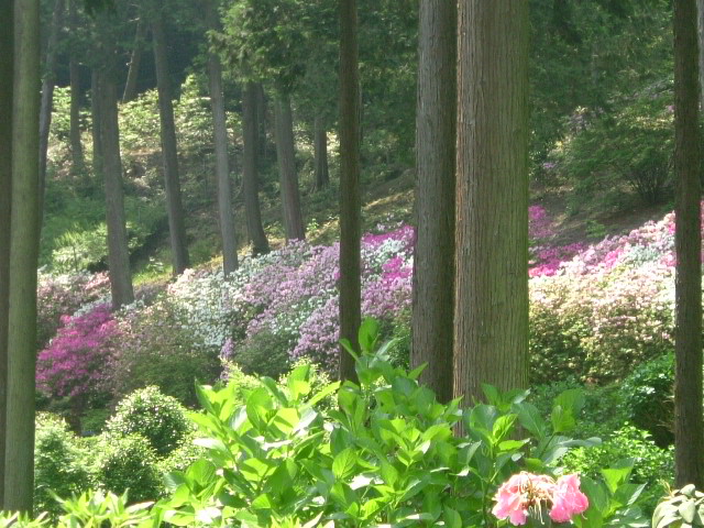 三室戸寺のつつじ_b0044296_19597.jpg