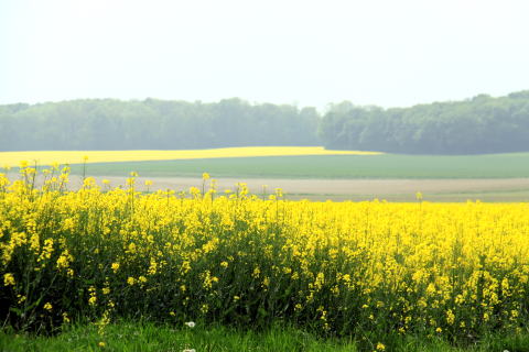 c0090198_4442891.jpg
