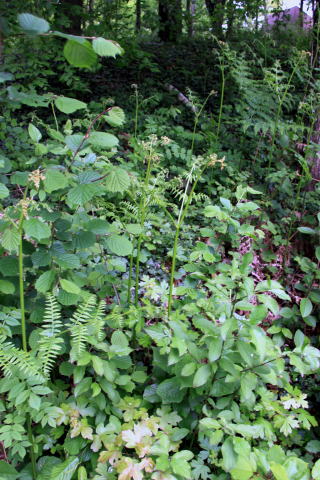 c0090198_4512564.jpg