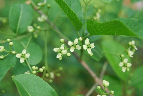 ズームで樹木の花_c0124100_1448747.jpg