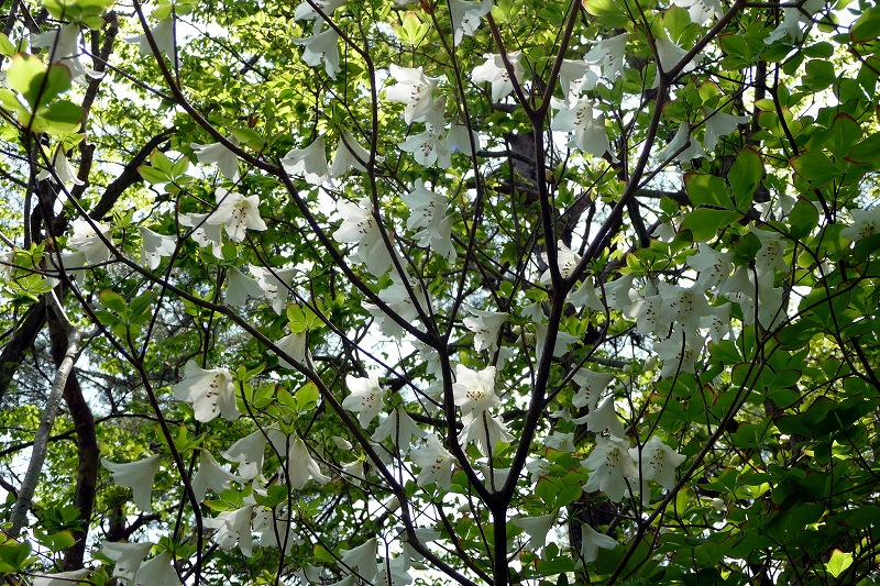 e0137200_07839.jpg