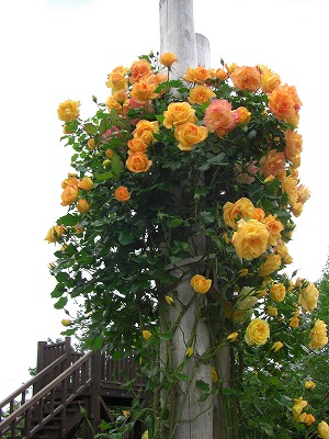 c0125501_6154878.jpg