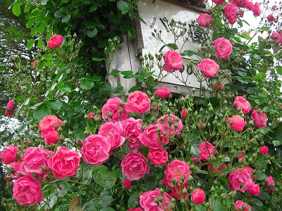 c0125501_640121.jpg