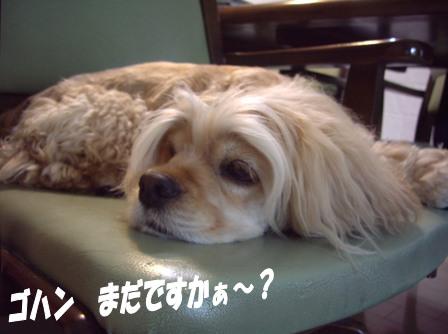 狂犬病ワクチン＆フィラリアのお薬_c0128303_002837.jpg