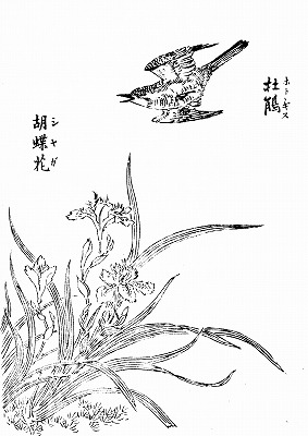 時鳥 ほととぎす 江戸の鳥1 江戸の歳時記 気ままに江戸 散歩 味 読書の記録 時鳥 ほととぎす 江戸の鳥1 江戸の歳時記 気ままに江戸 散歩 味 読書の記録