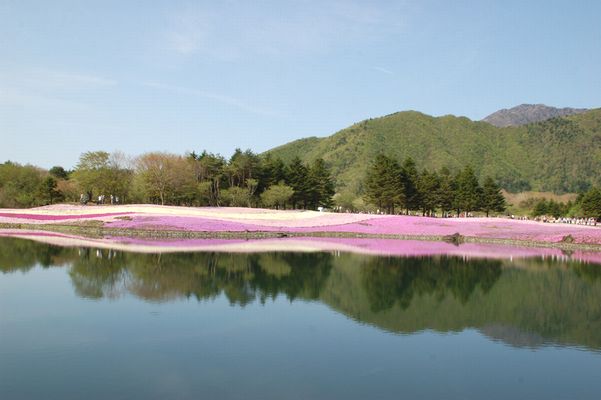 富士芝桜まつりへ_c0084506_12162861.jpg