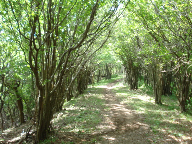 e0015108_9184226.jpg