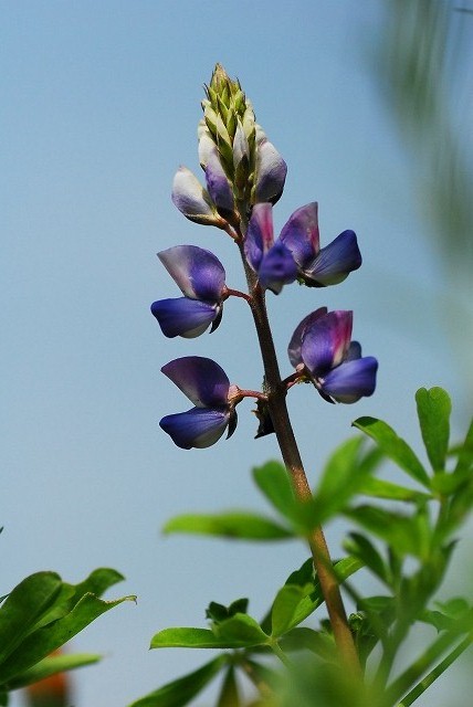 wild　flower　Ⅱ_d0089110_22515375.jpg