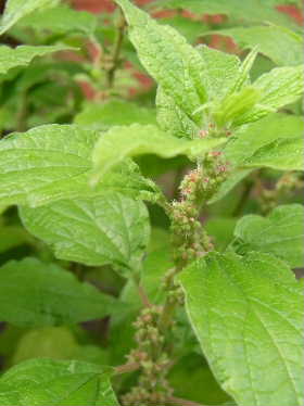 e0046112_5352114.jpg