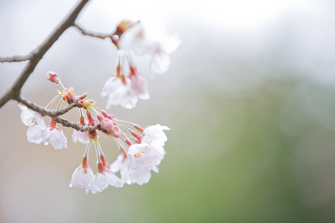 SAKURA2009_c0119613_0321358.jpg