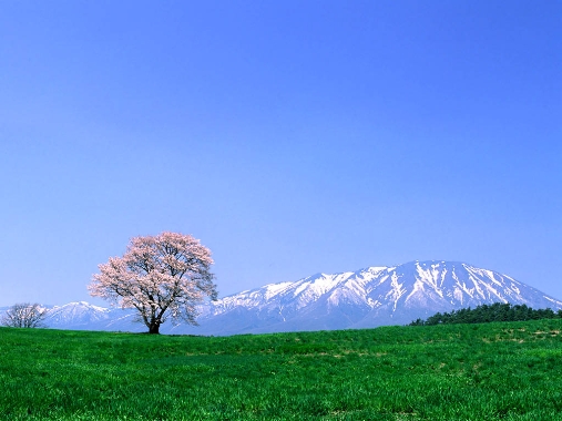 イーハトーブ釣づれ紀行－小岩井の一本桜_c0177814_13131247.jpg