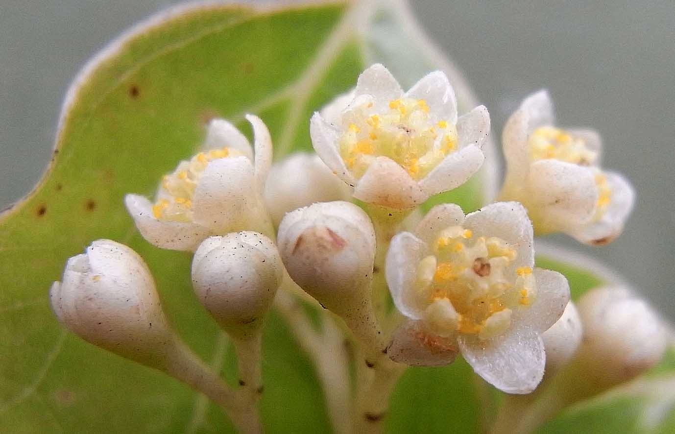 クスノキの花 樹木見て歩き