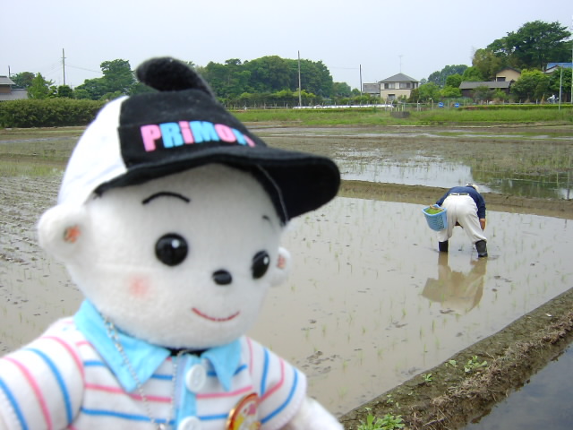 田植えシーズンです_a0026217_11244340.jpg