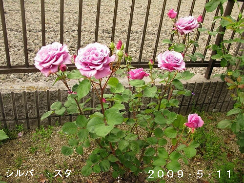 e0072023_20372093.jpg