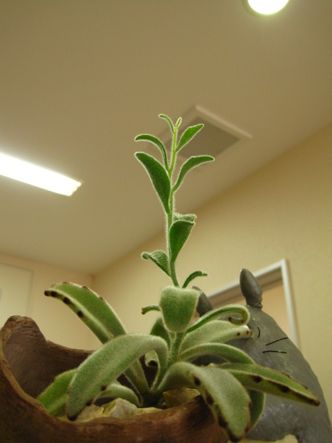 メンテナンス_c0102228_1949540.jpg