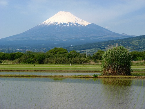 岳南の田植え_c0151731_22441938.jpg