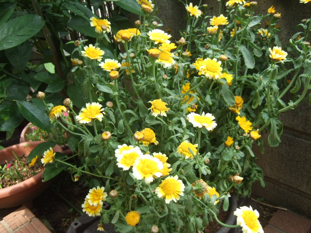 母の日プレゼントの花は 春菊 家庭菜園日記 すろーらいふ 茅ケ崎のはまちゃん 野菜つくり