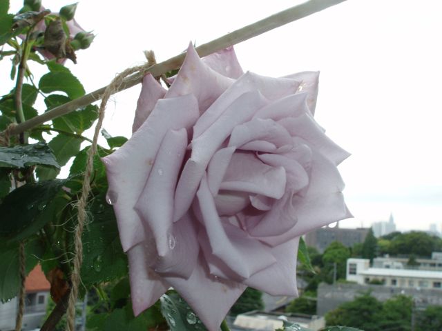 薔薇の季節_e0065433_0103334.jpg