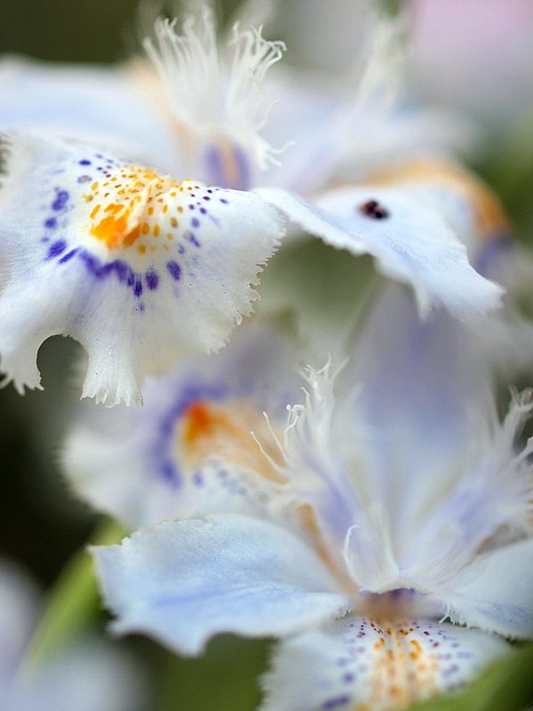 Iris japonica_e0067333_0384450.jpg