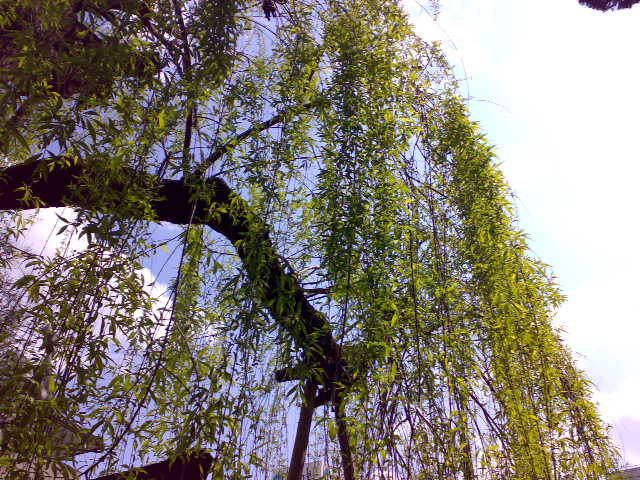 c0179234_21571180.jpg