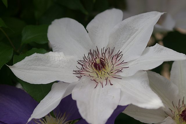 庭の花 クレマチス 金沢発ときめき浪漫 庭の花 クレマチス 金沢発ときめき浪漫