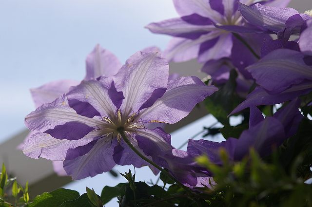 庭の花 クレマチス 金沢発ときめき浪漫 庭の花 クレマチス 金沢発ときめき浪漫