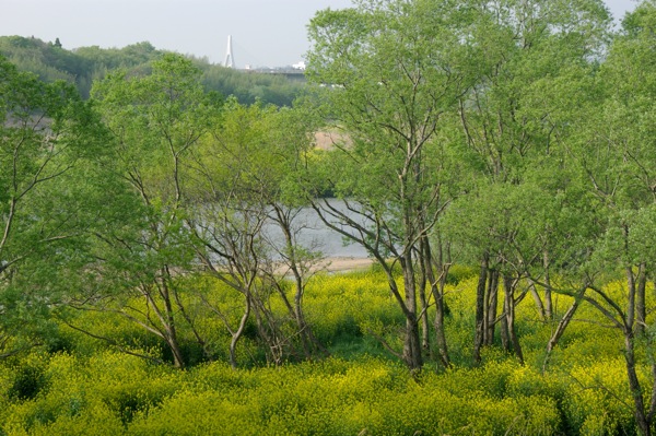 河川敷の春　その２_f0032137_22105184.jpg