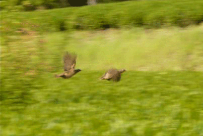 a0056140_22235791.gif