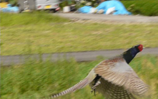 a0056140_2292555.gif