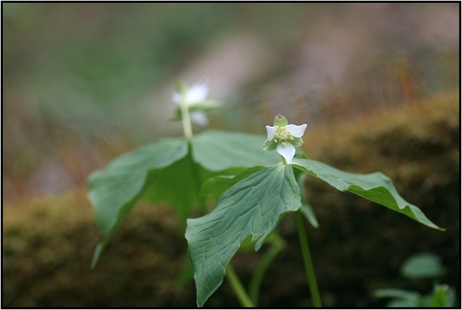 茶臼山散策　Ⅱ　売木村_e0091347_826592.jpg