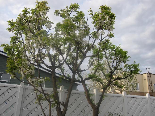 ５月１１日　　果樹の白いお花の花盛りと母の日～_a0075455_6542321.jpg