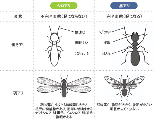 シロアリの季節_b0015157_012628.jpg