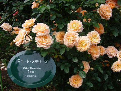バラの季節のガーデンティパーティ。_a0094959_0572774.jpg