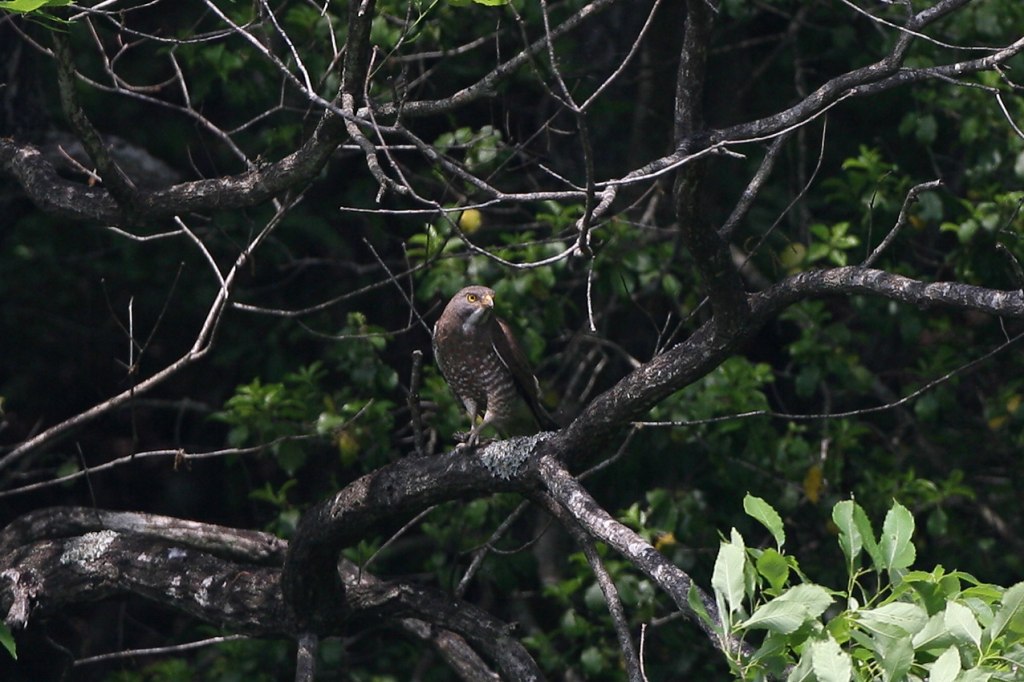 近場でサシバ－［淡色型成鳥♂」_f0132959_2214205.jpg