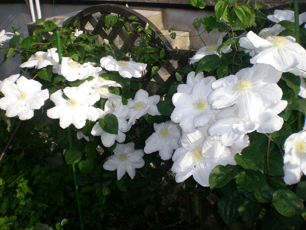 5月11日(月)薔薇とさやえんどう!_f0060461_12171581.jpg