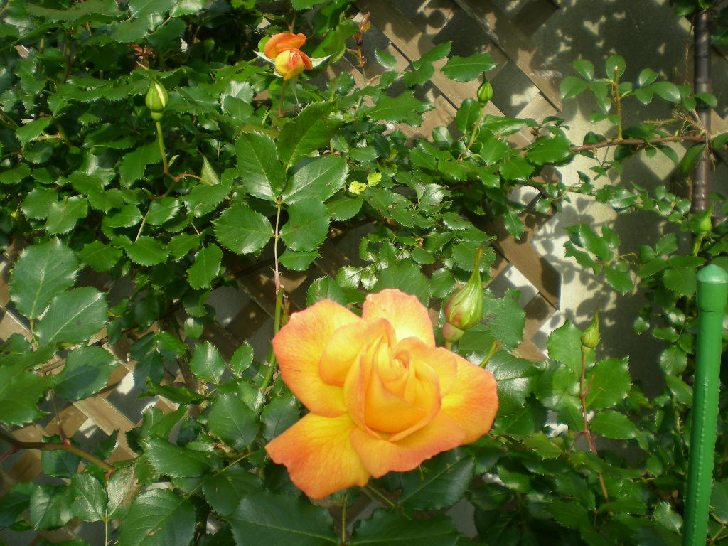 ５月１１日（月）薔薇とさやえんどう！_f0060461_1311988.jpg