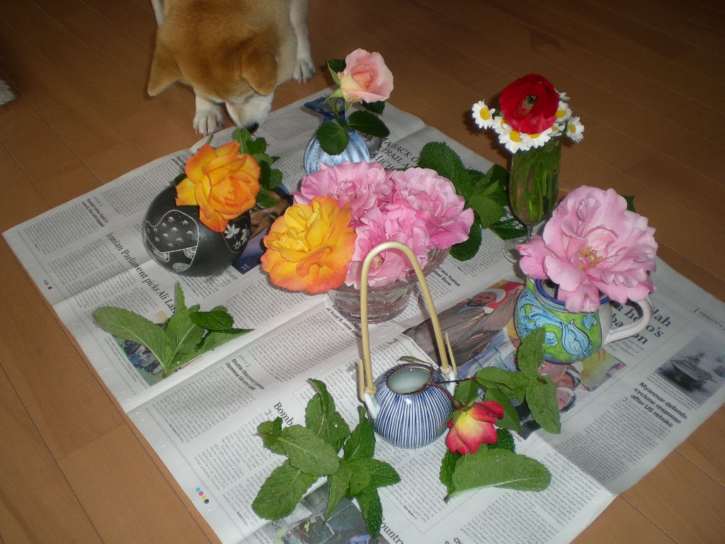 5月11日(月)薔薇とさやえんどう!_f0060461_1316021.jpg