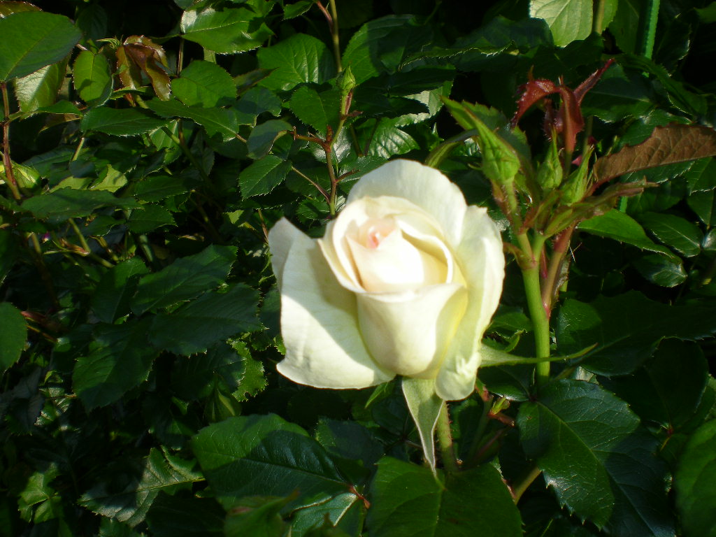 5月11日(月)薔薇とさやえんどう!_f0060461_13484982.jpg