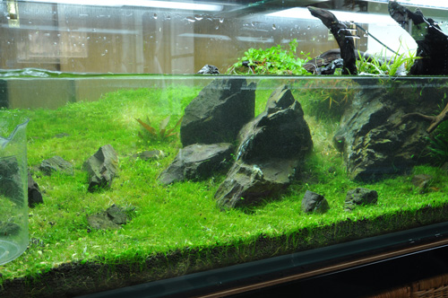 トリミング用のハサミあれこれ Aqualiving トリミング用のハサミあれこれ Aqualiving