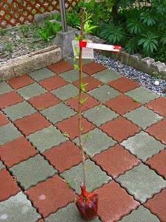 e0160568_11302861.jpg