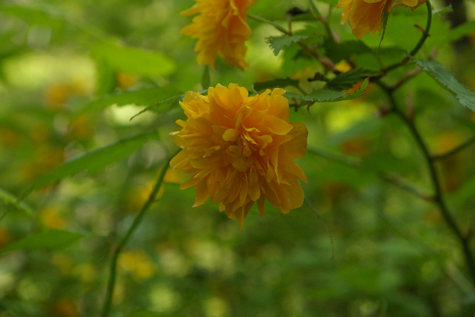 母の日 はなのね