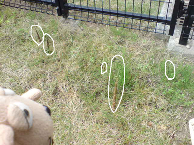 c0158573_926100.jpg