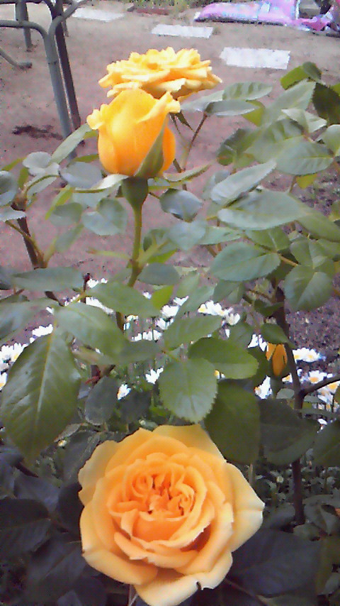 c0154876_95228.jpg