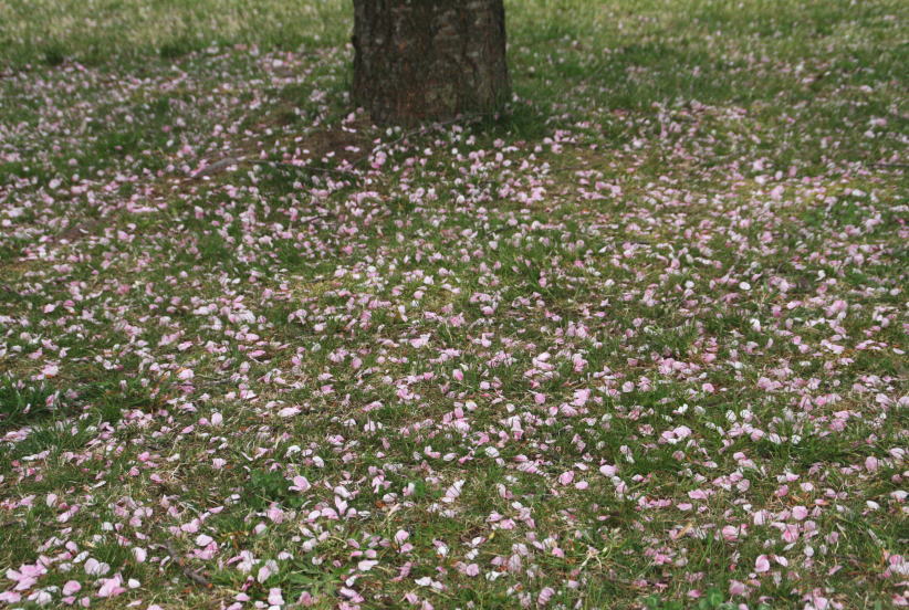 森町の桜・オニウシ公園にて　2　堀井緋桜_c0112479_8181394.jpg