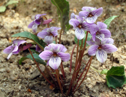 赤坂山～花の百名山～_c0018489_226953.jpg