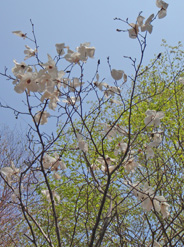 赤坂山～花の百名山～_c0018489_227186.jpg