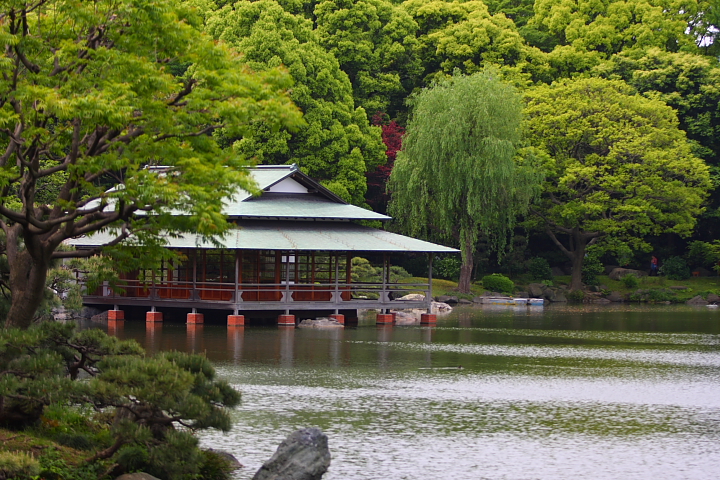 「　アオサギの寝言　」　清澄庭園　アオサギ_f0164989_3504749.jpg